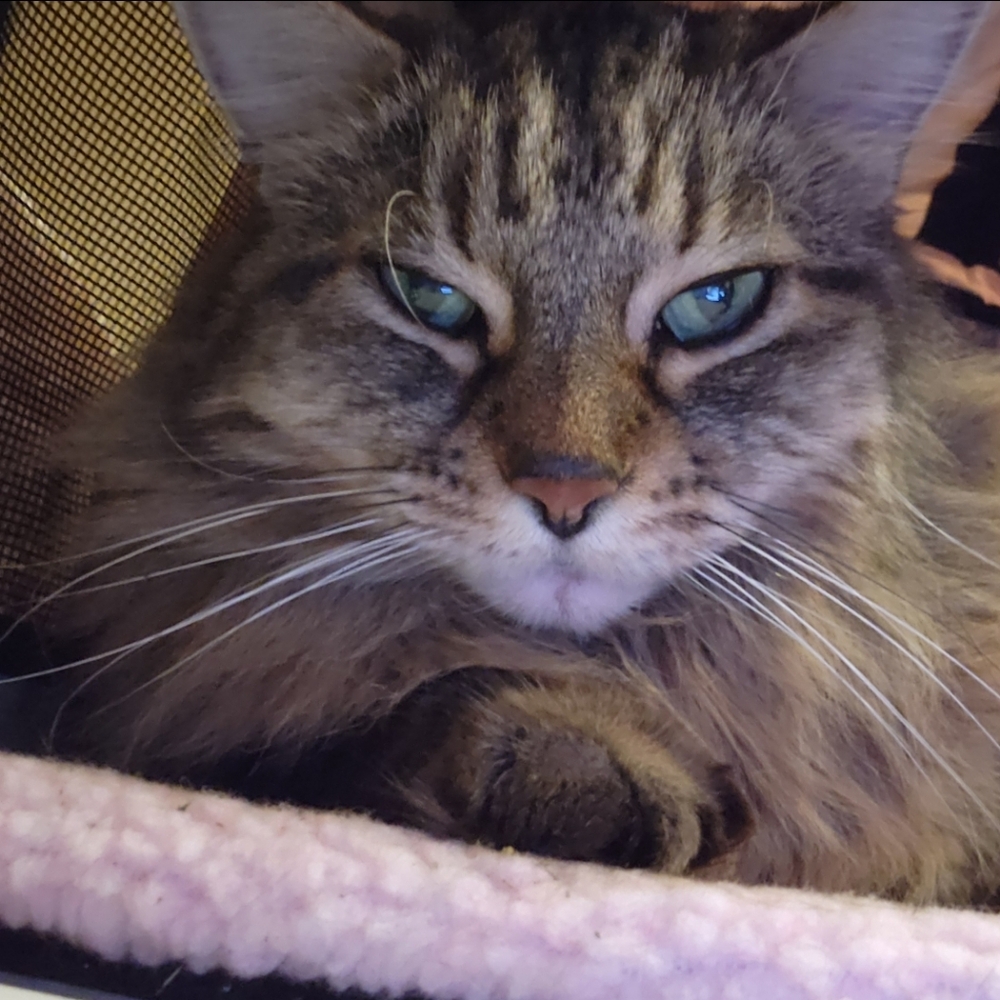 🌟 HOST PICK 🌟 Everything Pets Posh Party 1/2/2024 - Picture 8 of 16